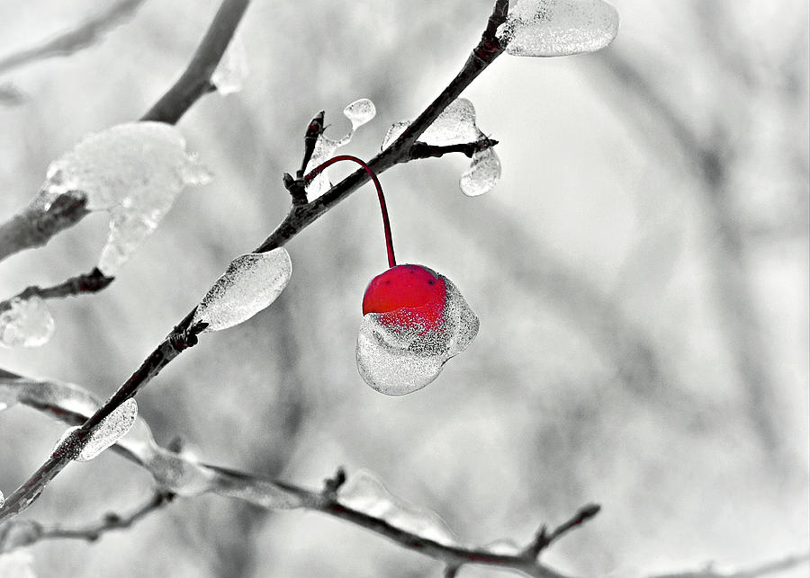 Winter Photograph - Iced Crab-apple in Selective by Carmen Macuga