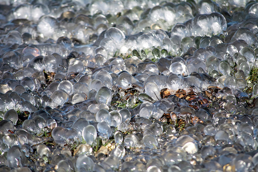 Iced Grass 2 Photograph by Allyson Schwartz