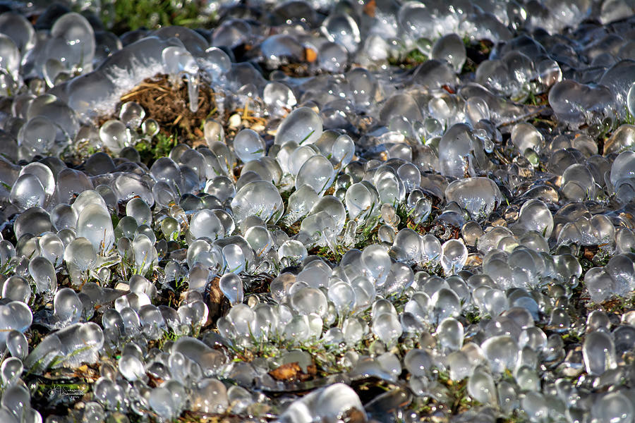 Iced Grass  Photograph by Allyson Schwartz