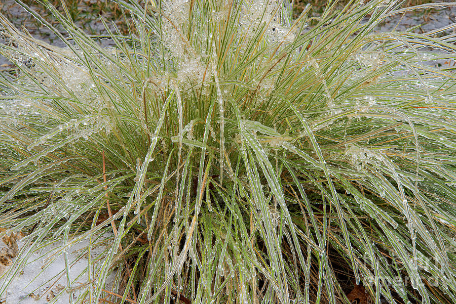 Iced Gulf Muhly Grass Plant Photograph by Bob Phillips