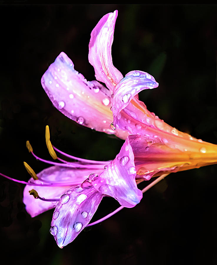 Iced Lily Photograph by Evie Chang Henderson - Fine Art America