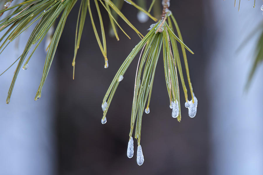 Iced Pine Photograph by Brook Burling