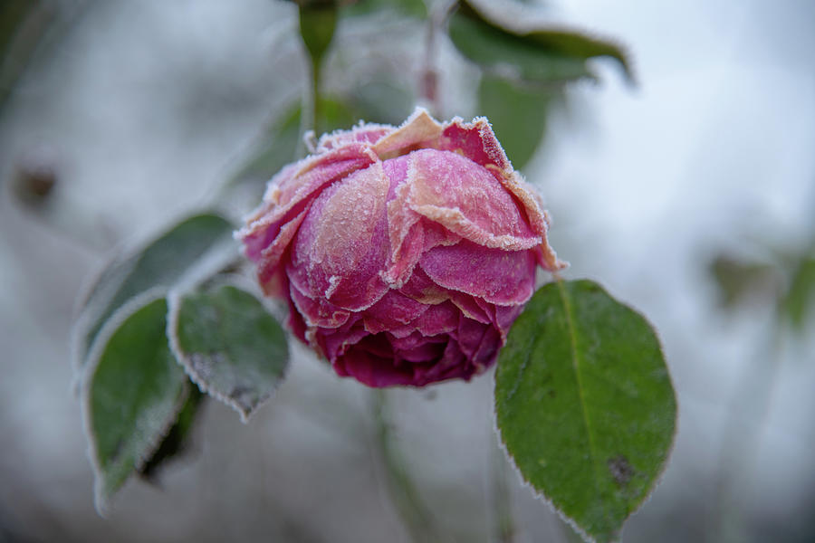 Iced Rose Photograph by Mark Hunter