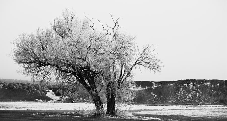 Iced Tree After Winter Storm Black and White Photograph by Gaby ...