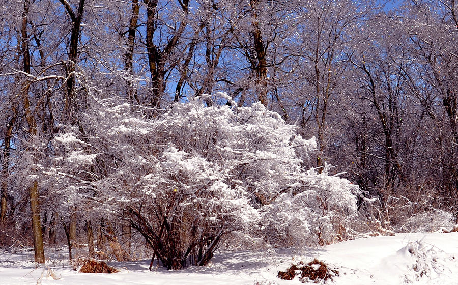 Iced Tree Photograph by Rick Hansen