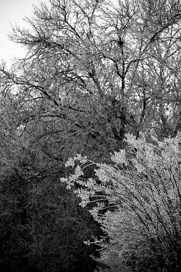 Iced Trees - Black and White Photograph by Katherine Nutt
