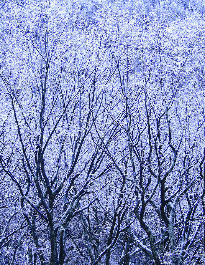 Iced Trees Photograph by Kiran Krishnamurthy - Fine Art America