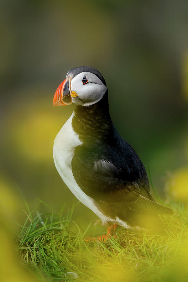 Iceland - Atlantic puffin Photograph by Olivier Parent