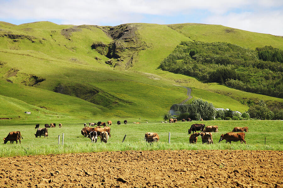 Iceland cattles Photograph by Salameh dibaei