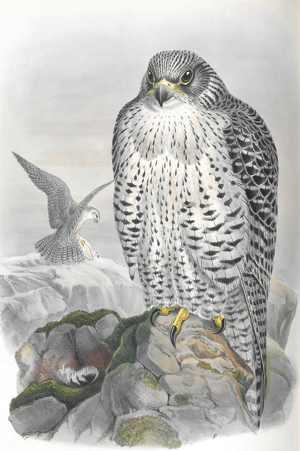 Iceland Falcon. John Gould Mixed Media by World Art Collective