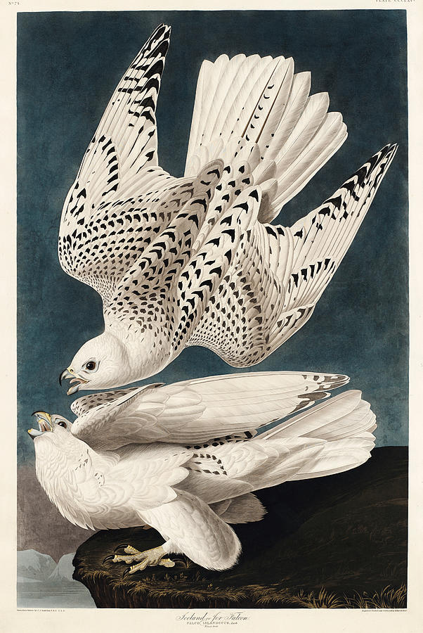 Iceland Falcon. John James Audubon Mixed Media by World Art Collective