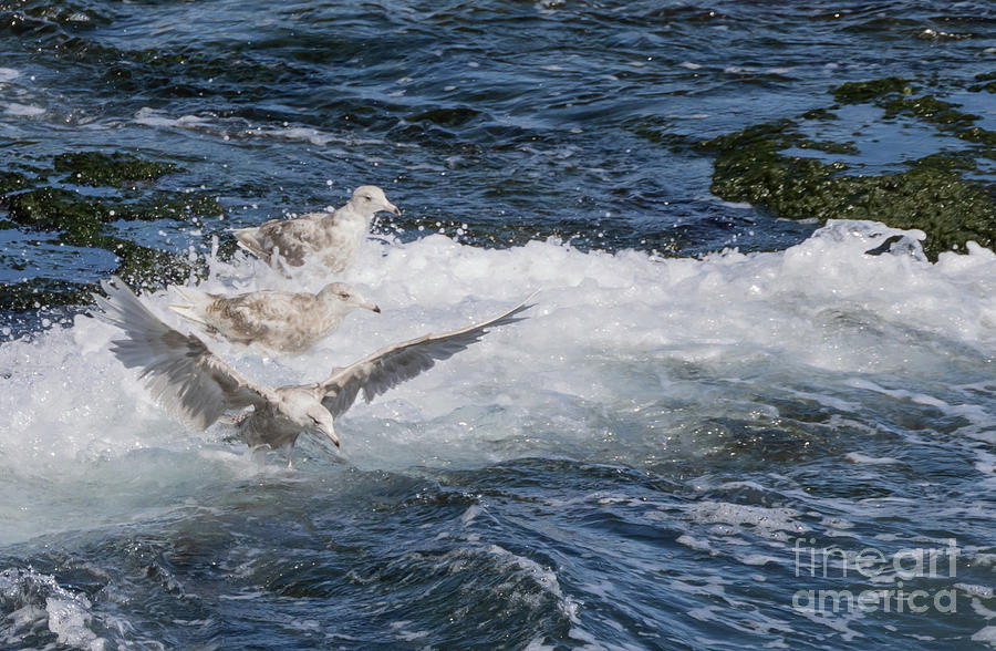 Bird Photograph - Iceland Gulls by Eva Lechner