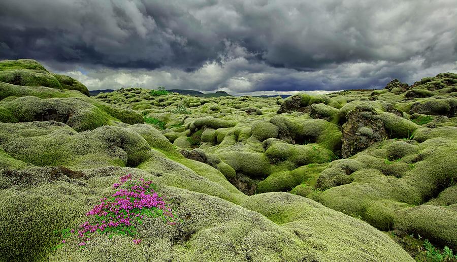 Iceland Moss Field Photograph by Clifford Briggin - Fine Art America