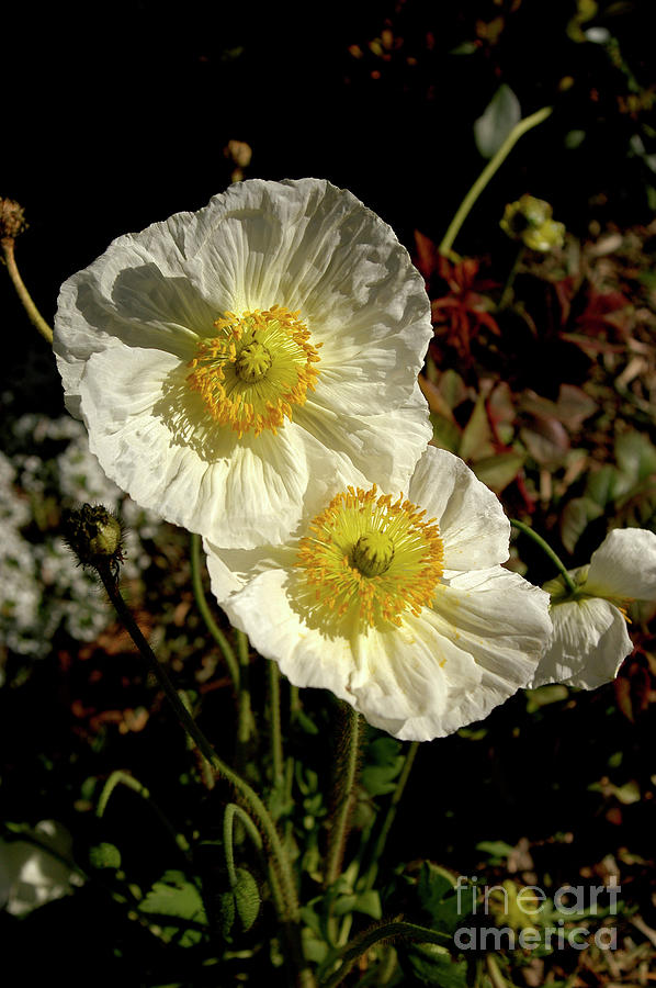 Iceland poppies in full bloom Photograph by Gunther Allen