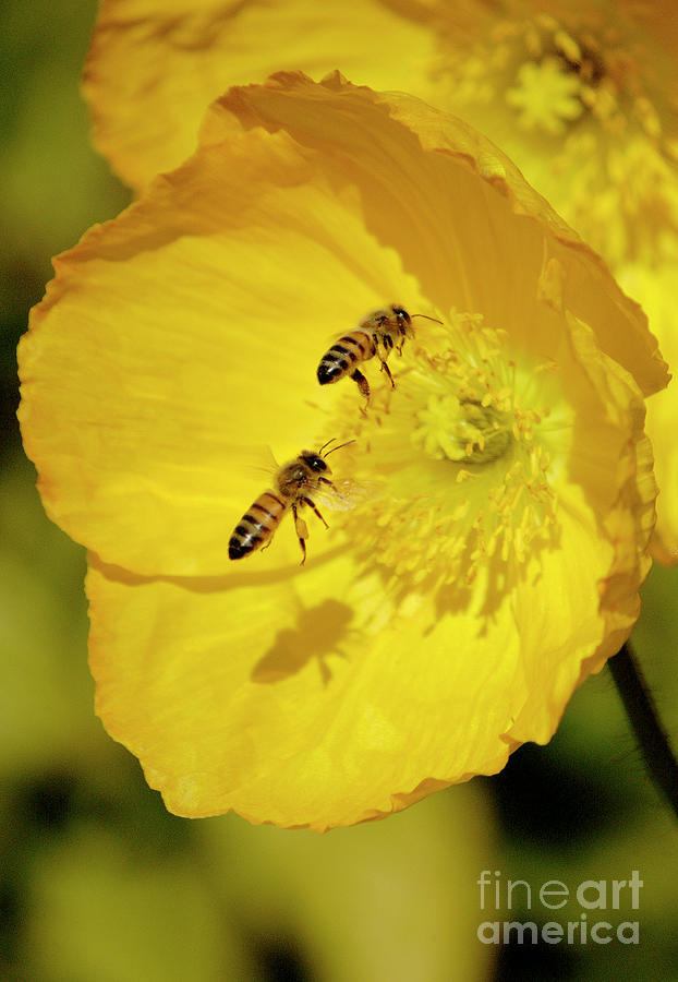 Iceland poppies in full bloom with two bees Photograph by Gunther Allen