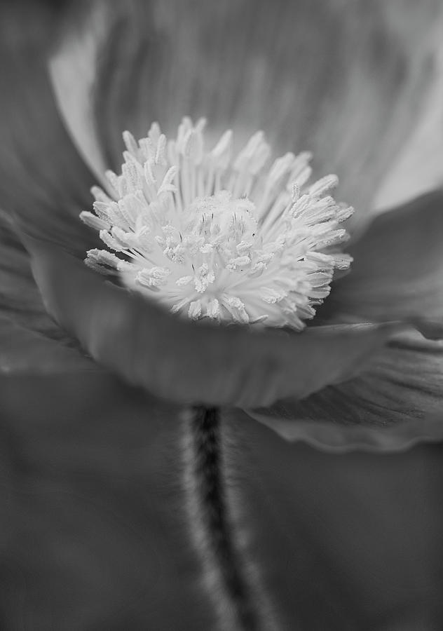 Iceland Poppy BW Photograph by Susan Candelario