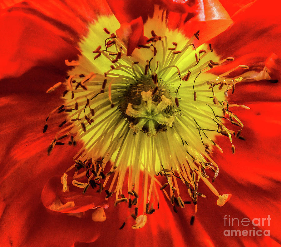 Iceland Poppy - Spring Fever Red Photograph
