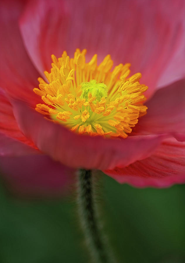 Iceland Poppy Photograph by Susan Candelario