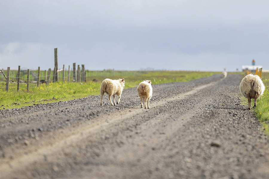Iceland Sheep walking away  Photograph by John McGraw