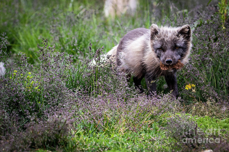 Icelandic Arctic Fox Photograph by Erin Marie Davis