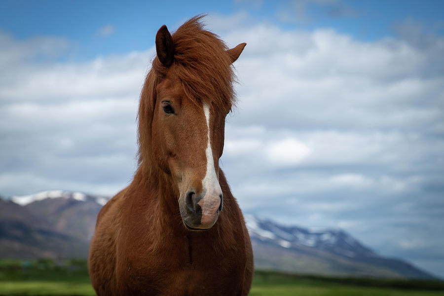 Icelandic beauty Photograph by Ekaterina Romanova - Fine Art America