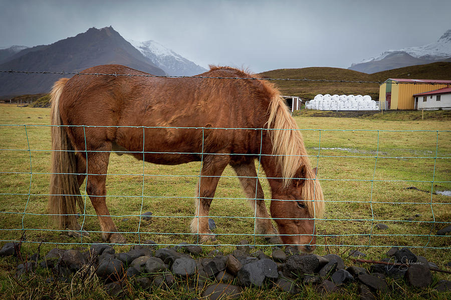 Icelandic Beauty Photograph by Alice Schlesier