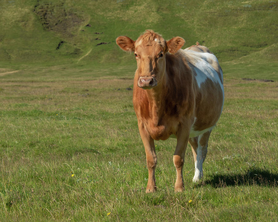 Icelandic Cow in Green Pasture Photograph by Kristia Adams