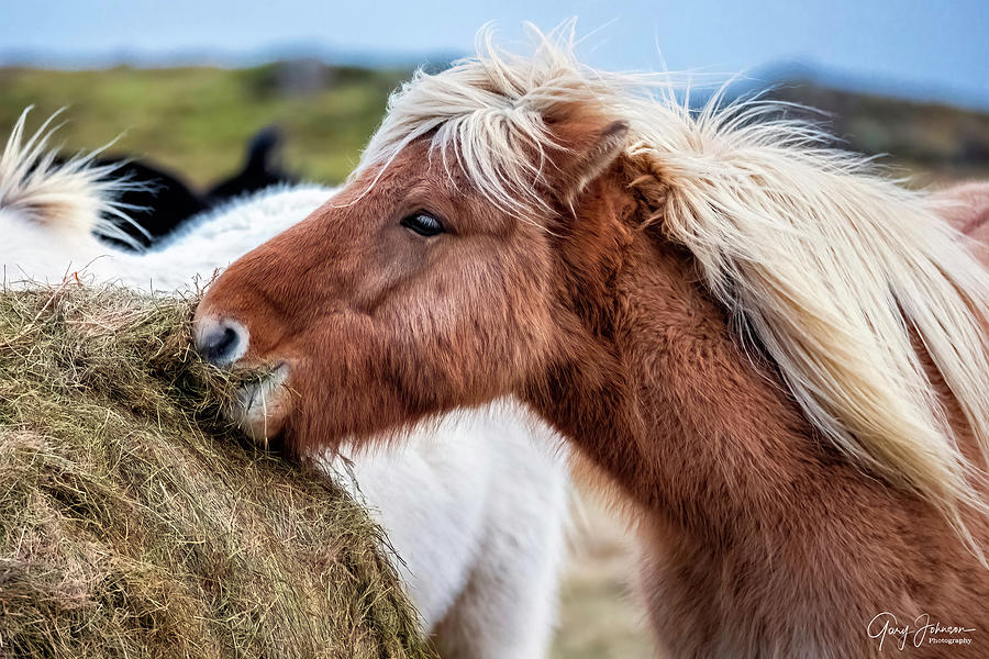 Icelandic Farm Horse Photograph by Gary Johnson