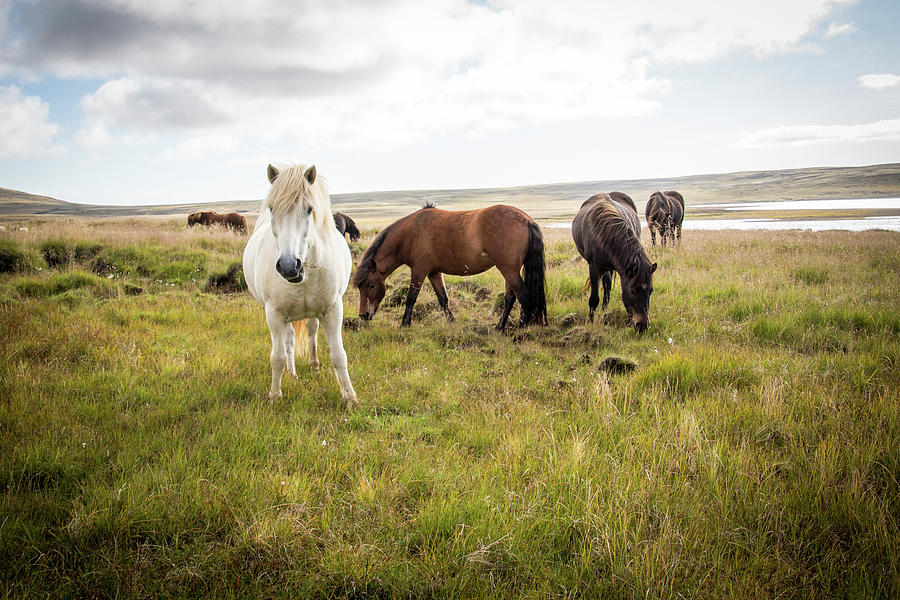 Icelandic Gathering Photograph by Christie Kowalski