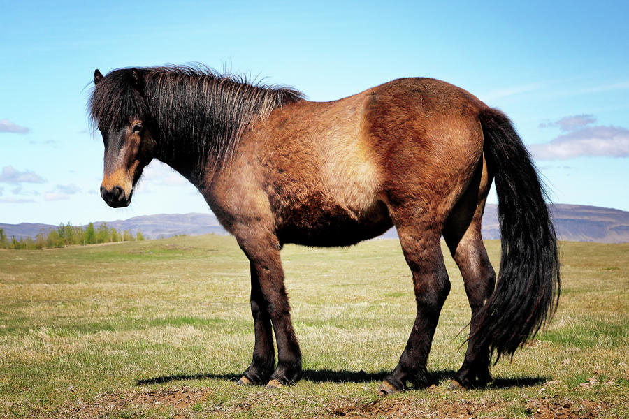 Icelandic Horse 2 Photograph by Nicholas Blackwell