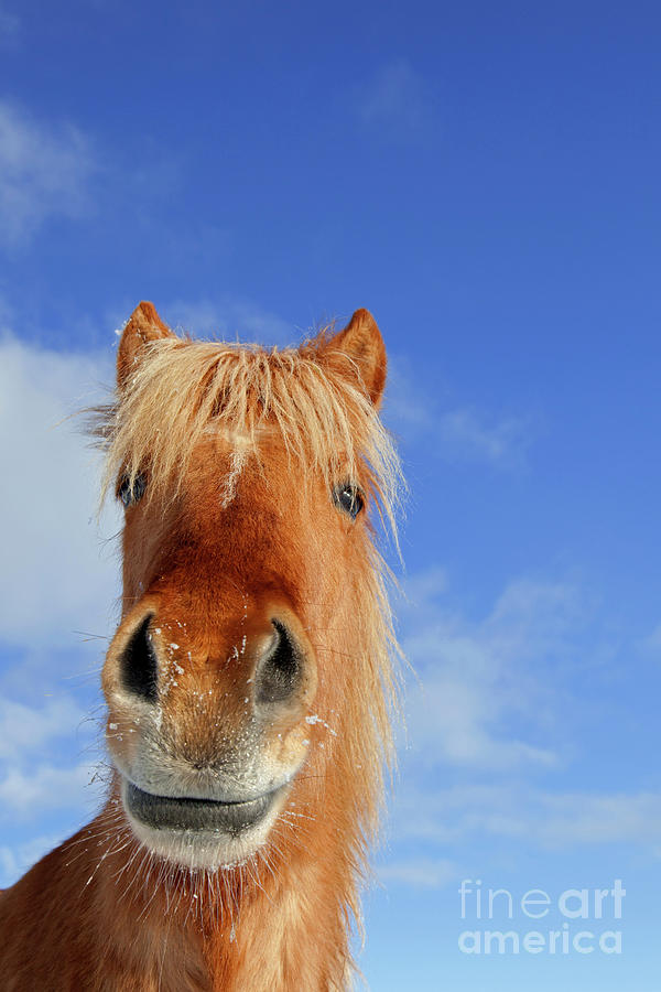 Icelandic horse Photograph by Arterra Picture Library