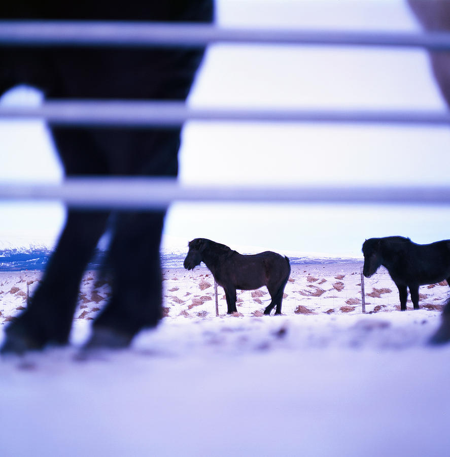 Icelandic horse Photograph by Boldizsár Nádi