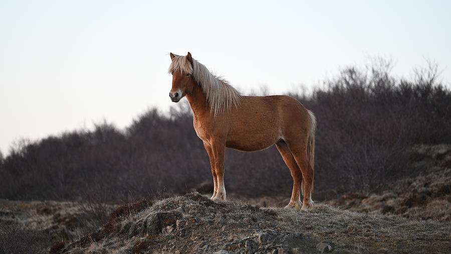 Icelandic Horse Brown Blonde Photograph by William Kennedy