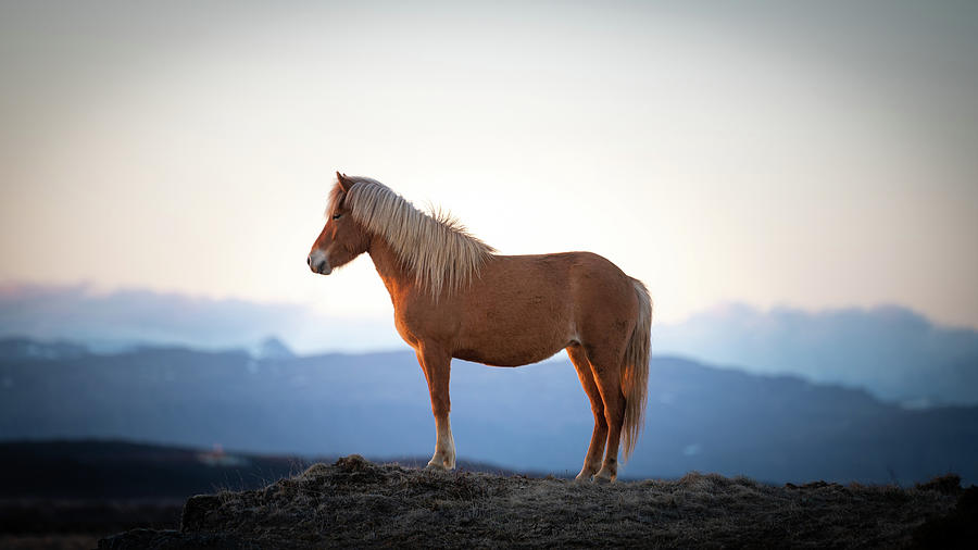Icelandic Horse Brown Mountain Stand Photograph by William Kennedy
