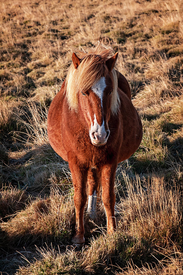 Icelandic Horse Photograph by Catherine Reading