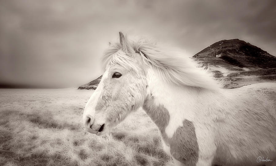 Icelandic Horse Photograph
