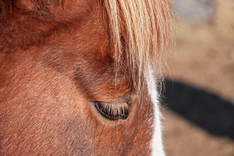 Icelandic Horse Closeup Photograph by Catherine Reading