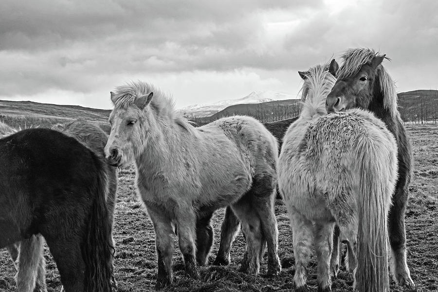 Icelandic Horse Cuddle Iceland Black and White Photograph by Toby McGuire