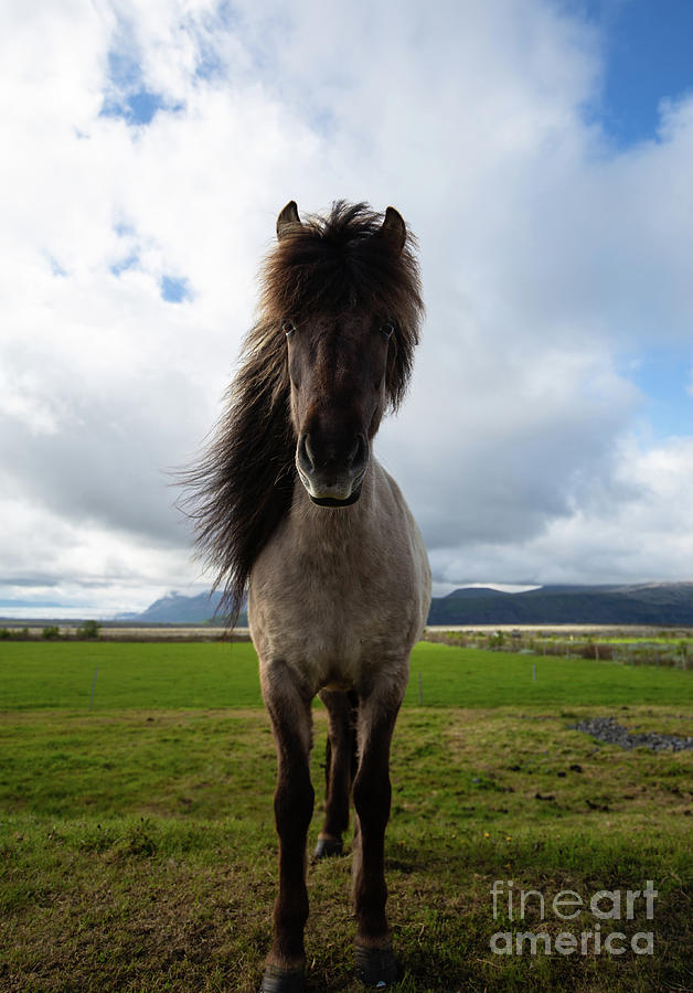 Icelandic Horse Photograph by Eva Lechner