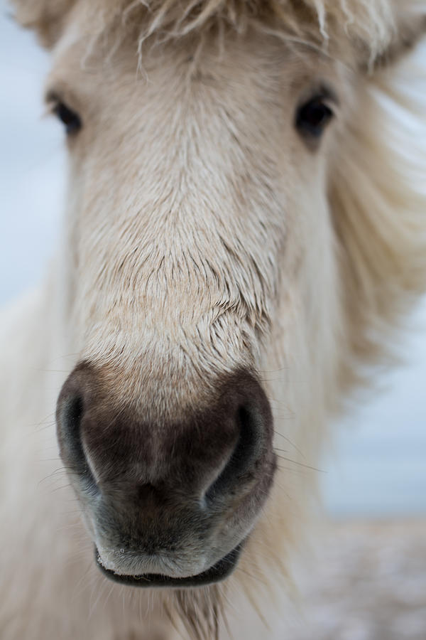 Icelandic horse head Photograph by © Helen Lawson