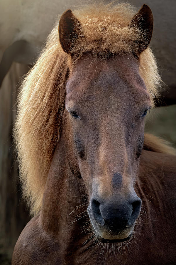 Icelandic Horse Closeup Portrait Photograph