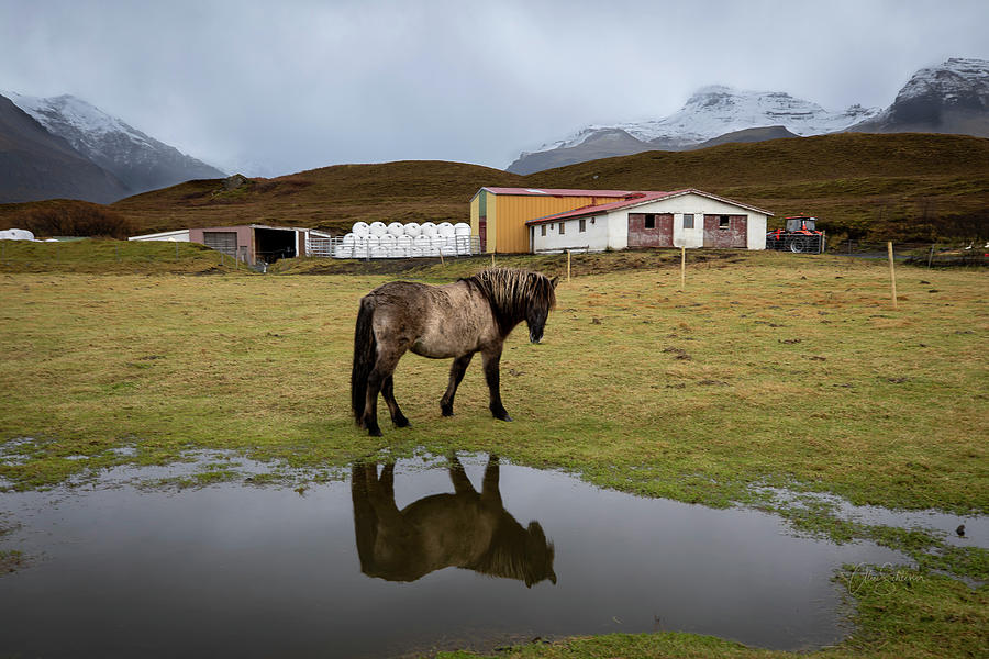 Icelandic Horse On The Farm Photograph by Alice Schlesier