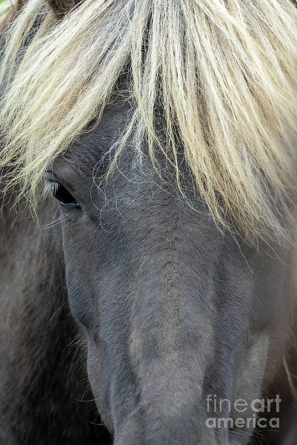 Icelandic horse portrait Photograph by Delphimages Photo Creations
