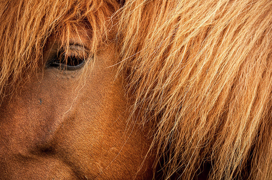 Icelandic horse portrait Photograph by Ruben Vicente