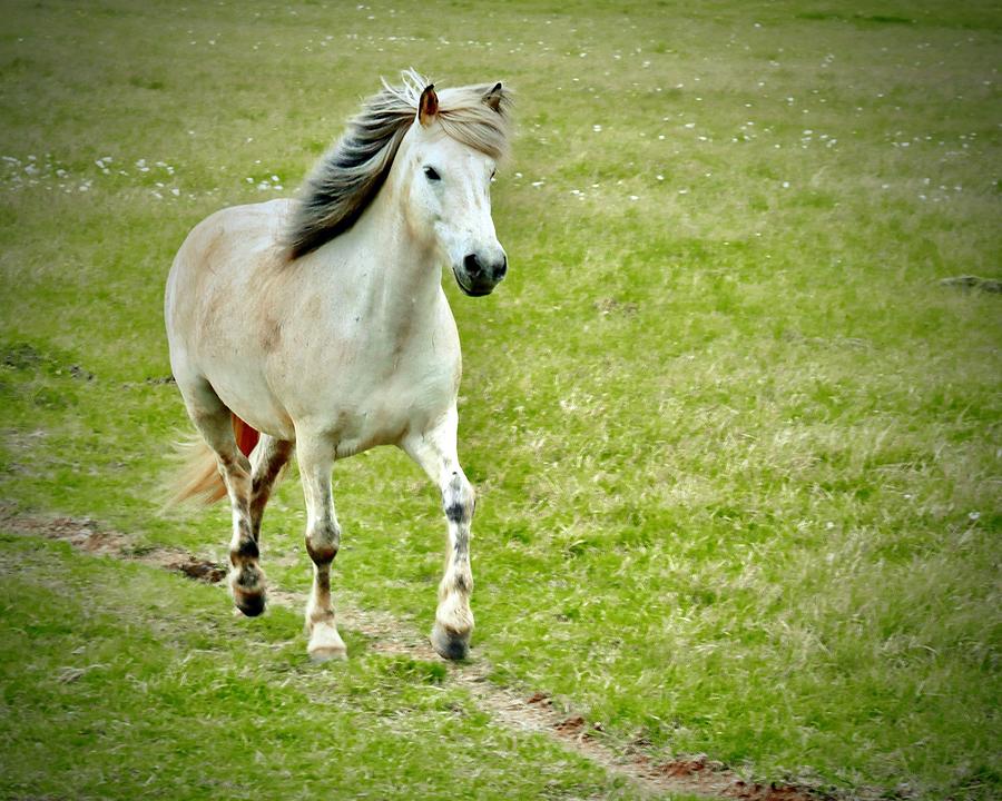 Icelandic Horse Photograph by Sarah Lilja