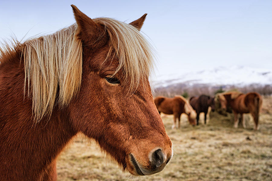 Icelandic horse Photograph by Sherri Damlo, Damlo Shots, Damlo Does, LLC