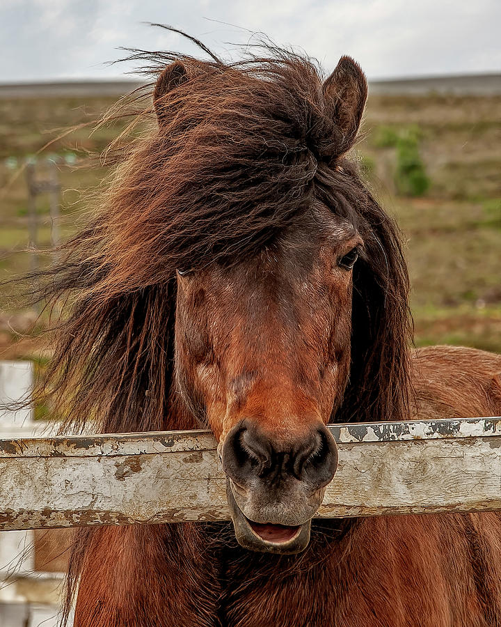 Icelandic Horse Photograph by Wade Aiken