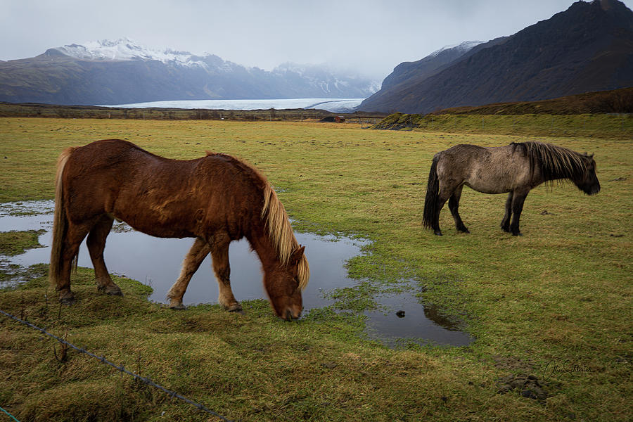Icelandic Horses Photograph by Alice Schlesier