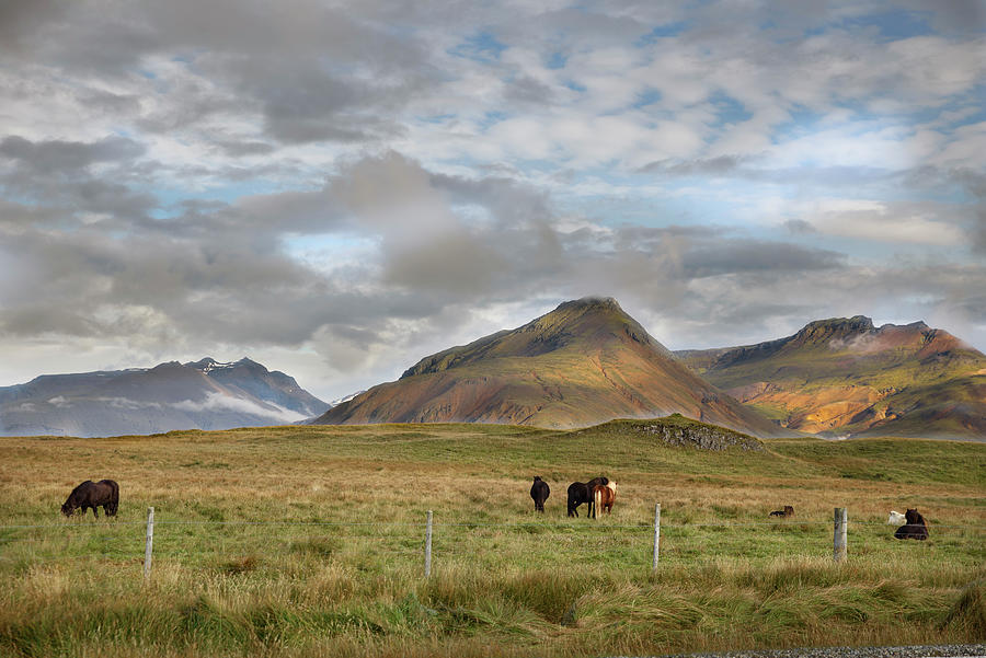 Icelandic horses and mountains near Hofn Photograph by RicardMN Photography
