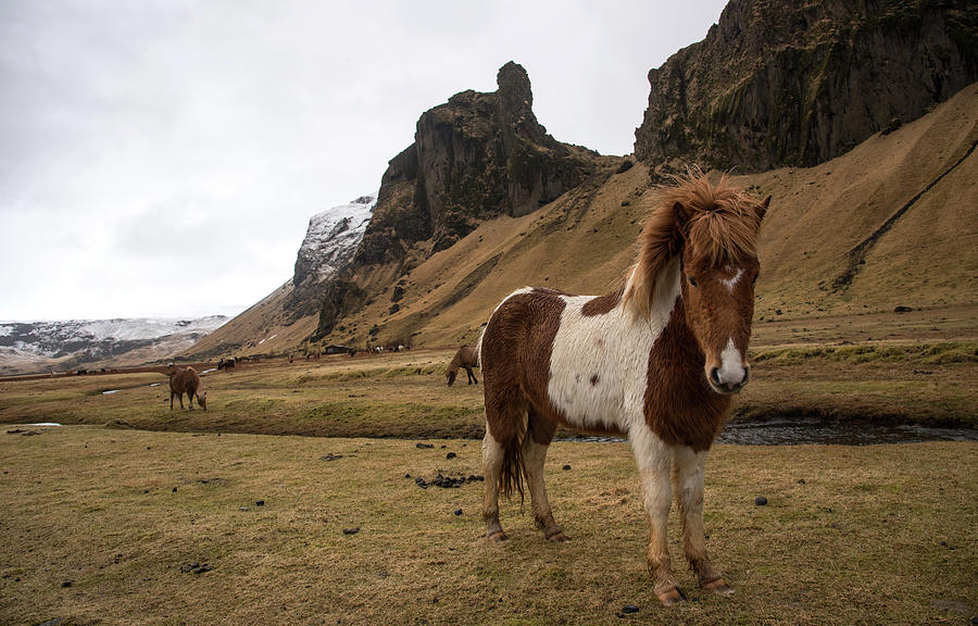 Icelandic horses at Kalta volcano mountain in Iceland Photograph by Michalakis Ppalis